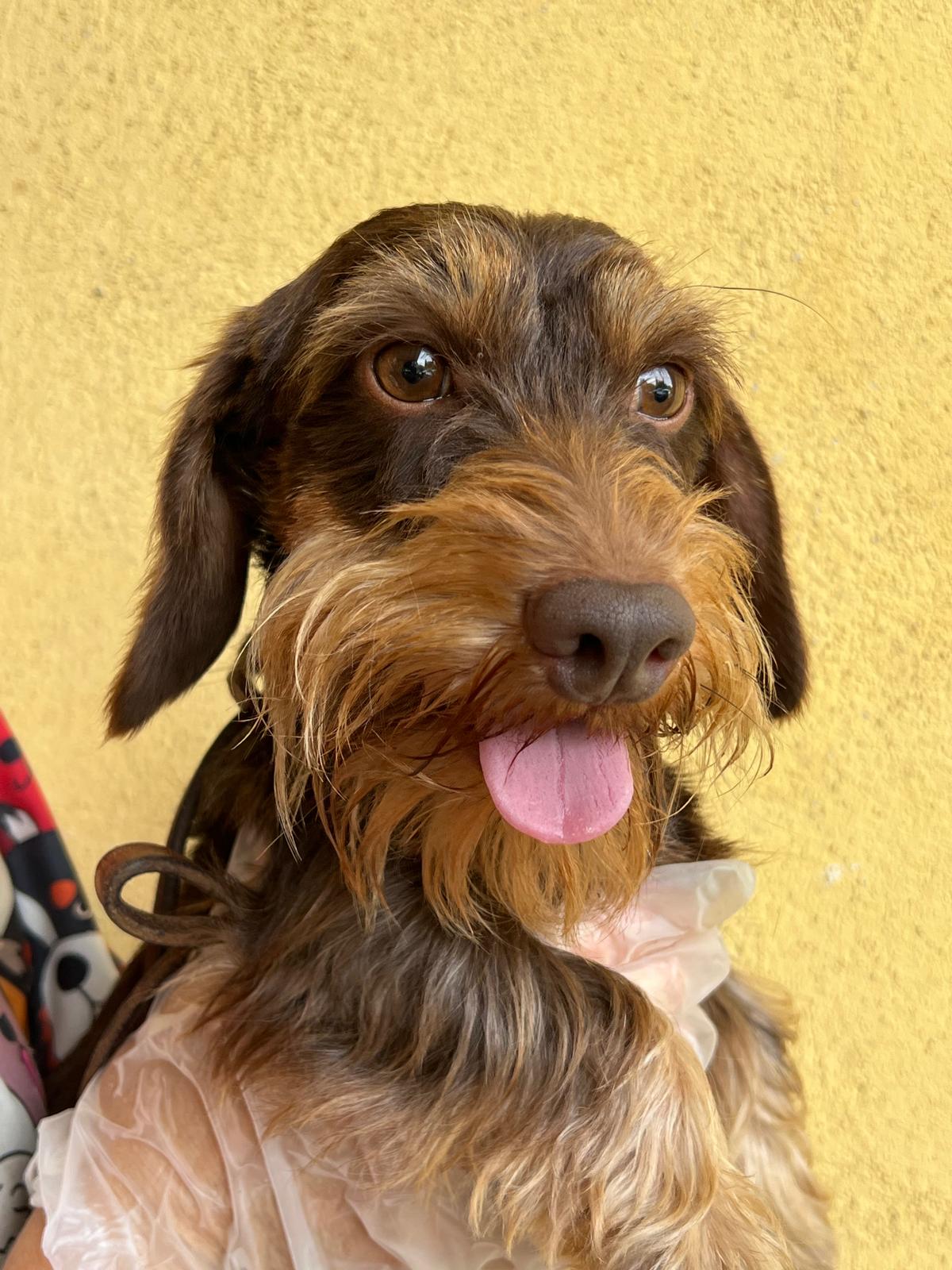 Cucciolo bassotto - I Bassotti della Rosa Bianca