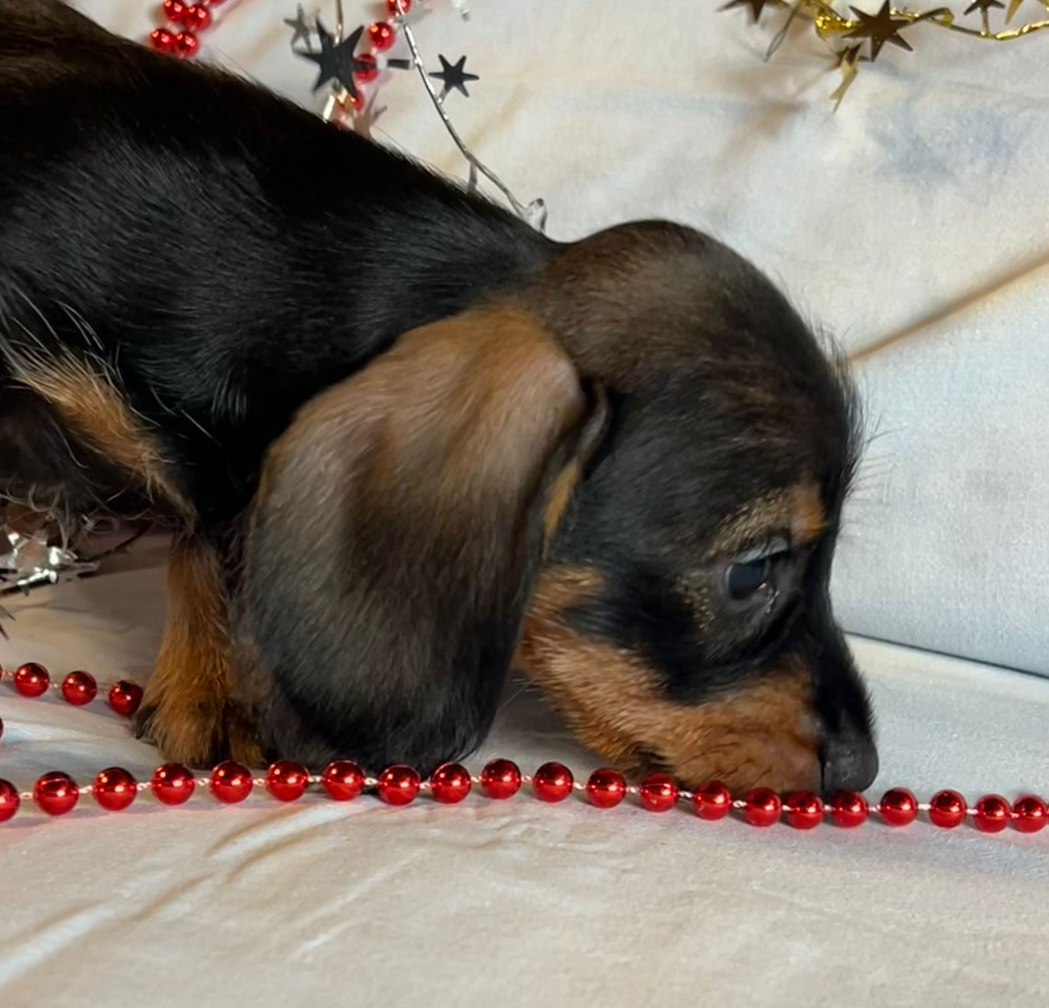 Cucciolo bassotto - I Bassotti della Rosa Bianca