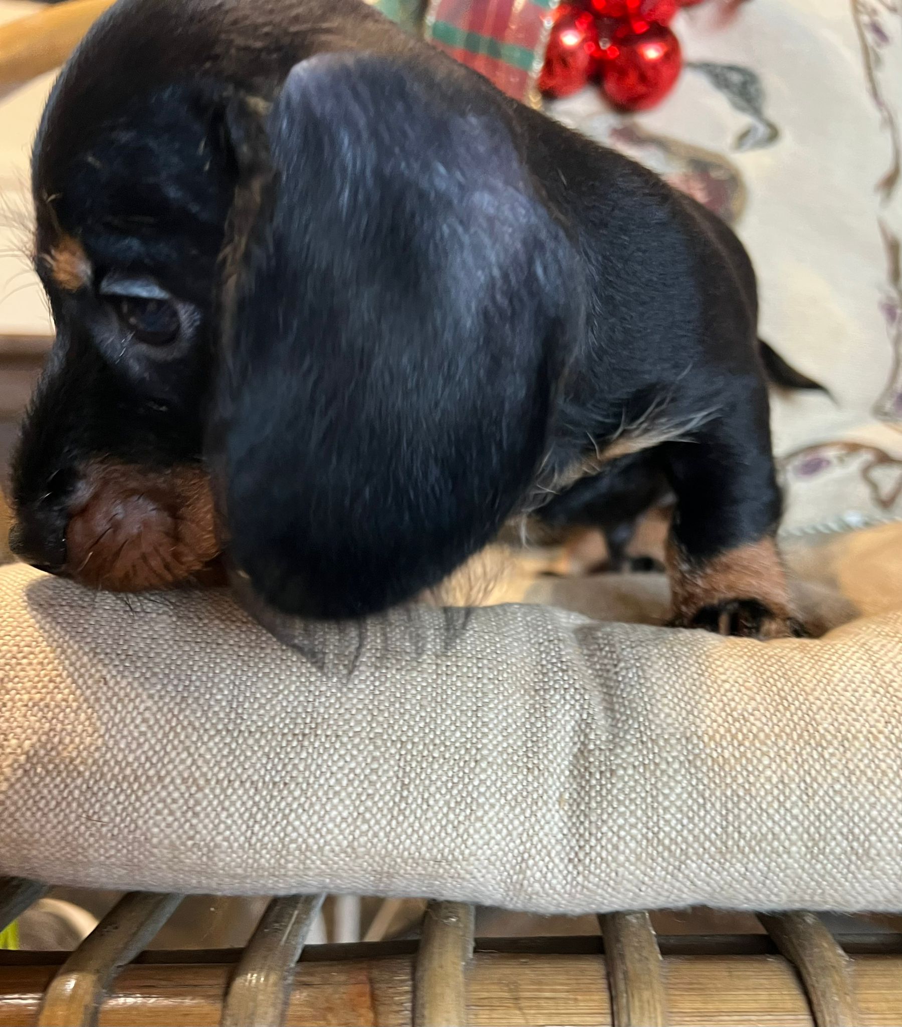 Cucciolo bassotto - I Bassotti della Rosa Bianca