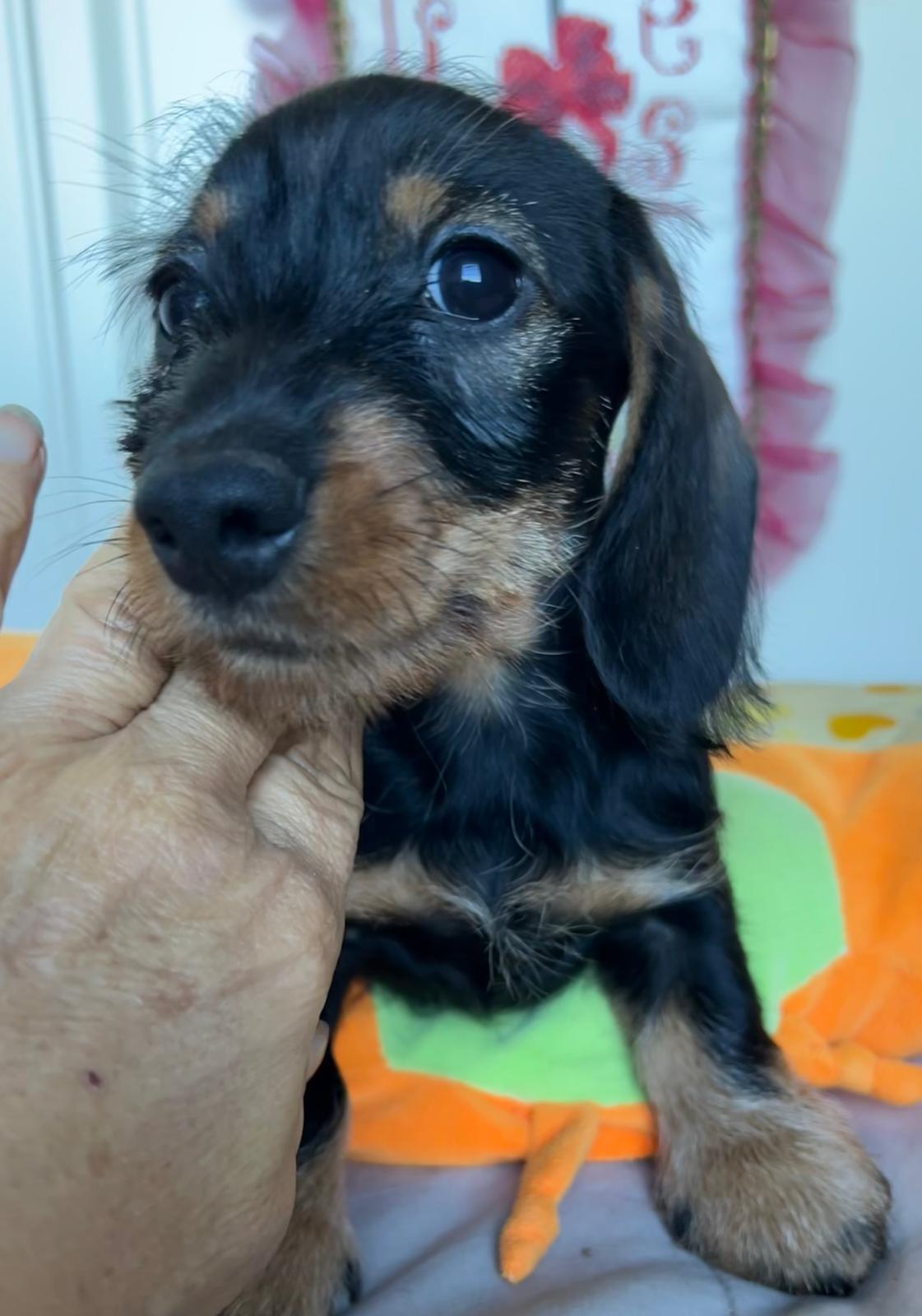 Cucciolo bassotto - I Bassotti della Rosa Bianca