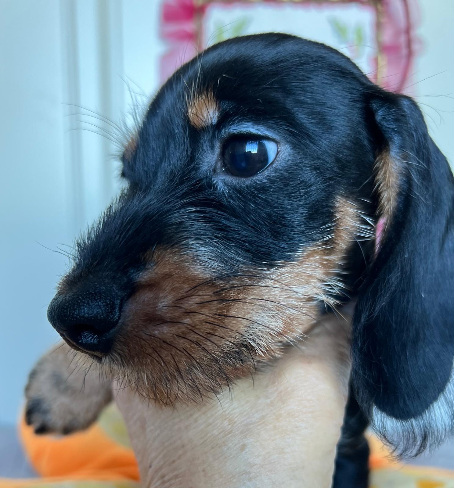 Cucciolo bassotto - I Bassotti della Rosa Bianca