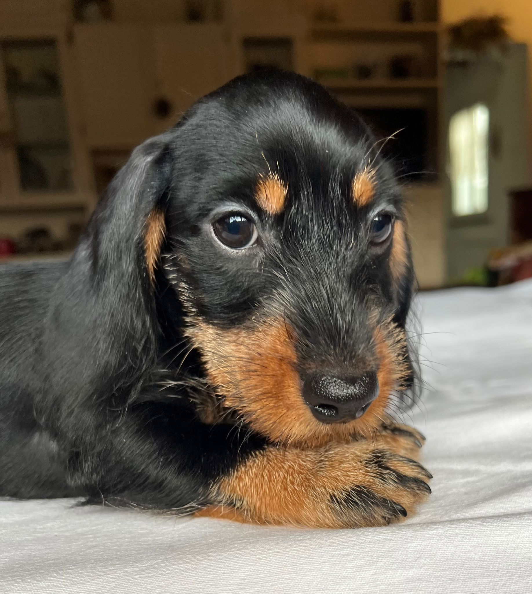 Cucciolo bassotto - I Bassotti della Rosa Bianca