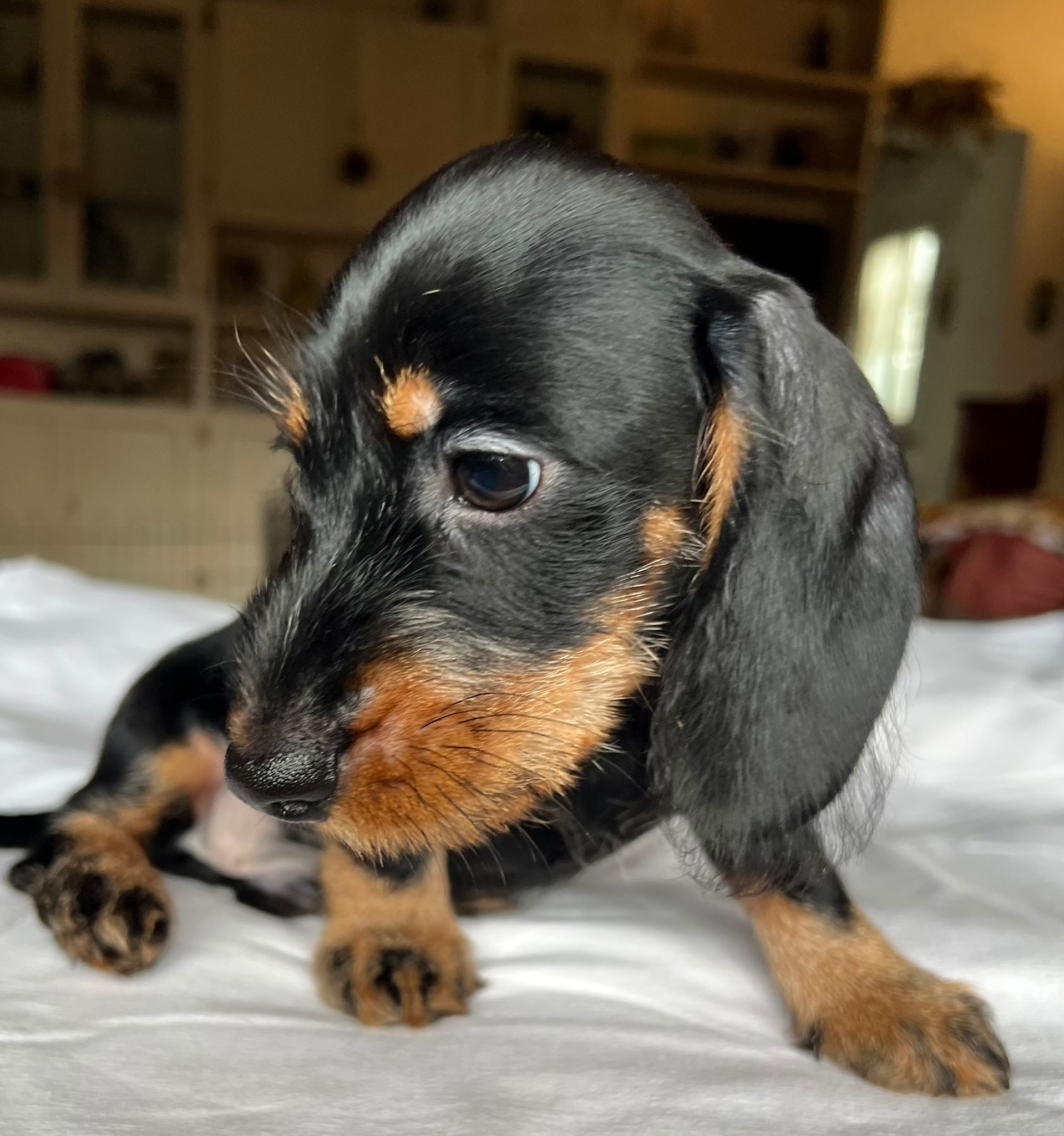 Cucciolo bassotto - I Bassotti della Rosa Bianca