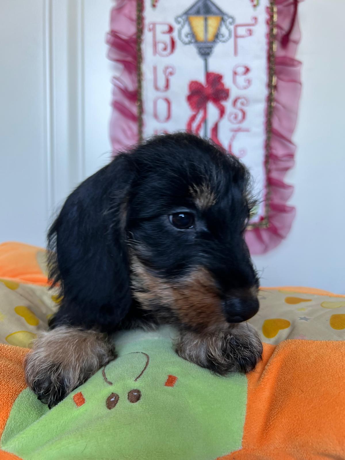 Cucciolo bassotto - I Bassotti della Rosa Bianca