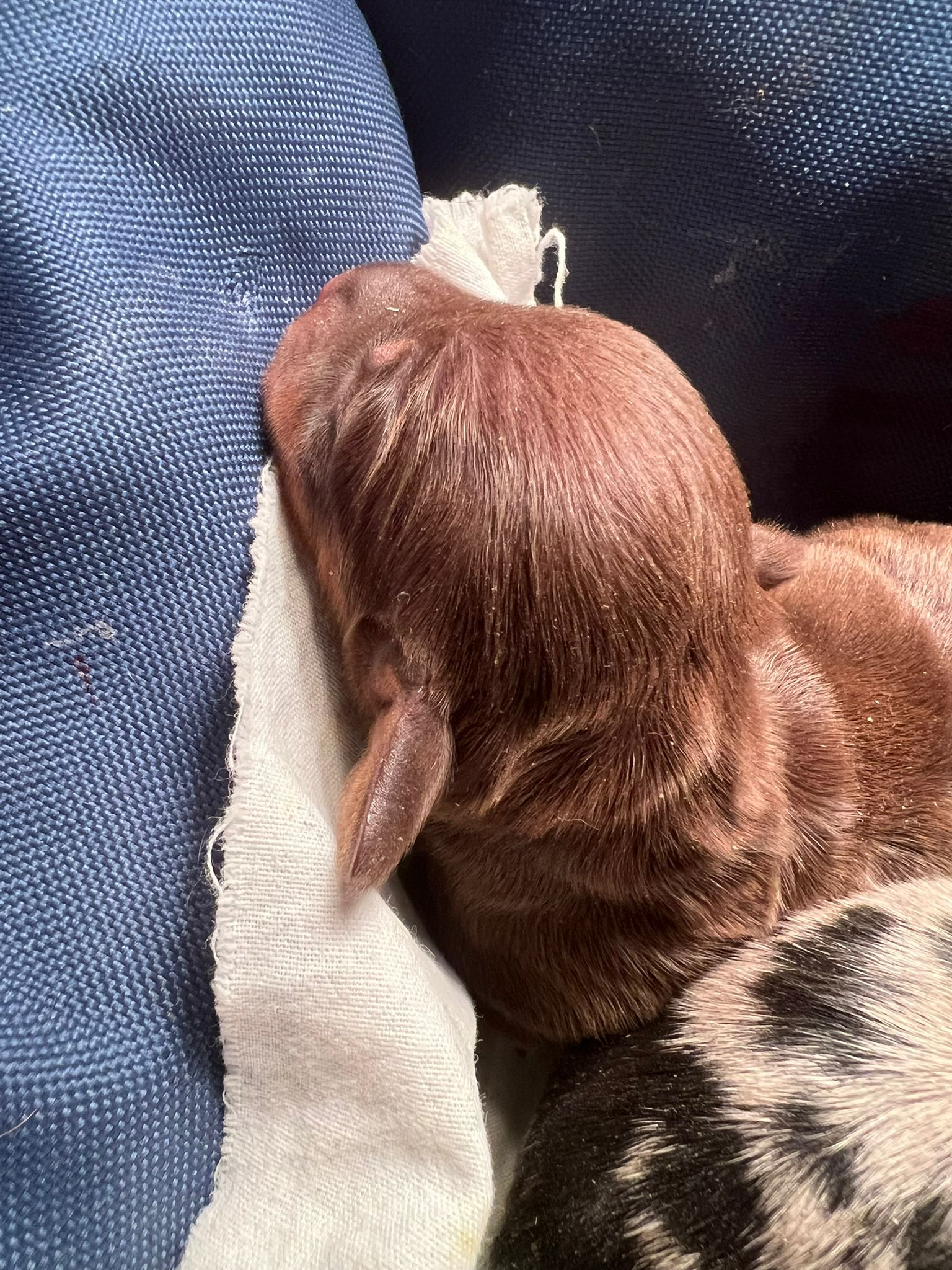 Cucciola di bassotto nano cioccolato a pelo corto, neonata della cucciolata Kaninchen