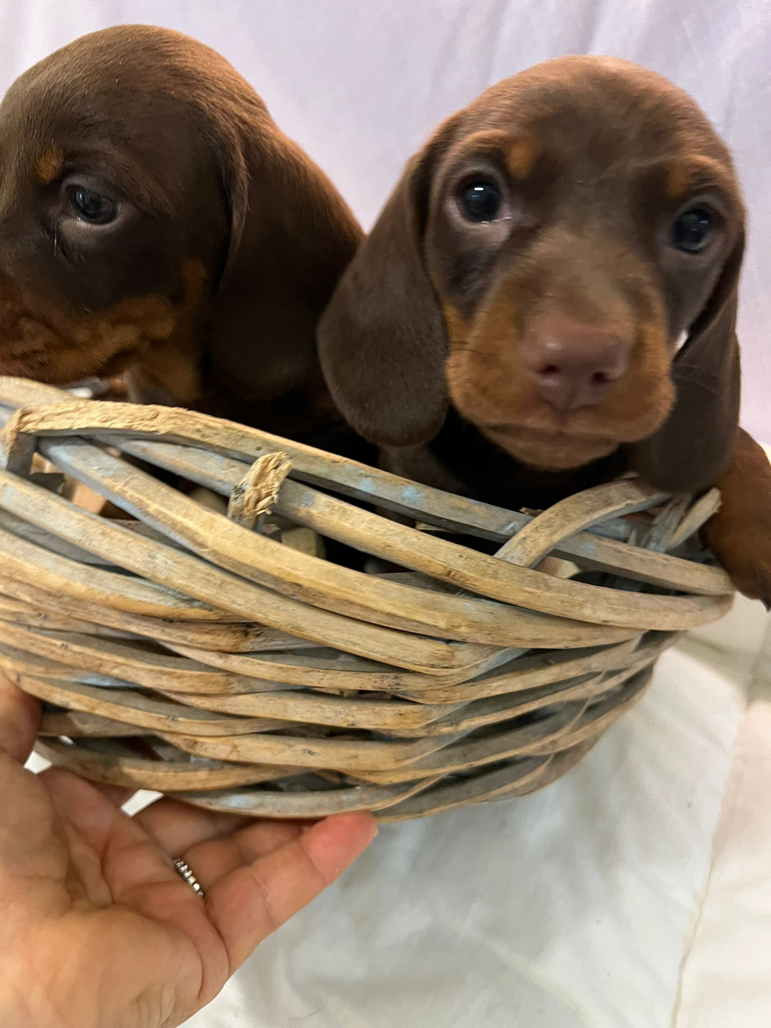 Cucciole di bassotto nano cioccolato focato a pelo corto in cesto