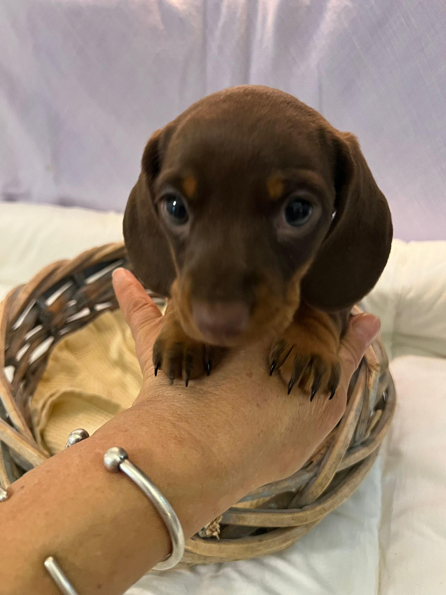 Cucciola di bassotto nano cioccolato focato in braccio all'allevatrice