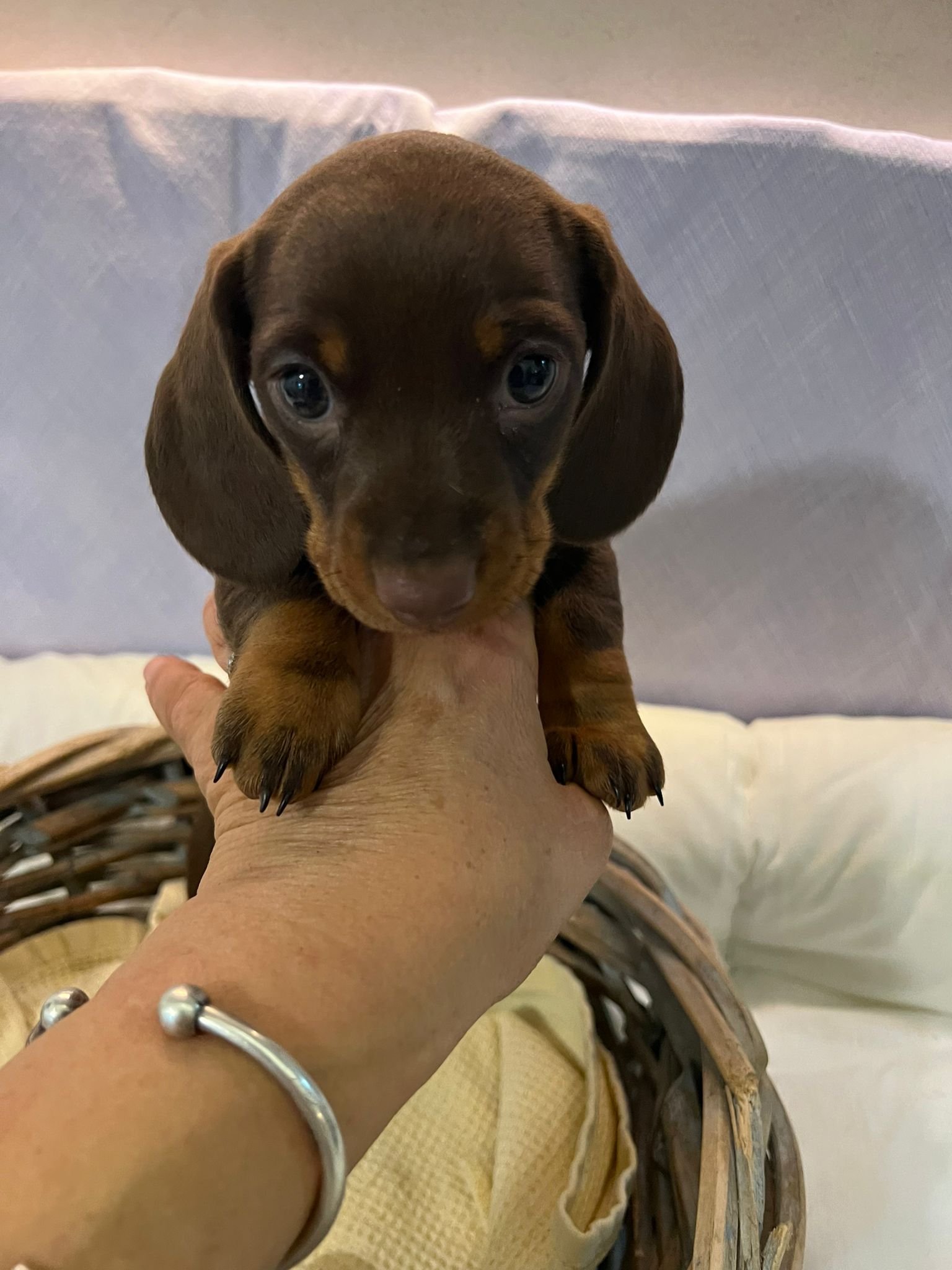 Cucciola di bassotto nano cioccolato focato a pelo corto di sei settimane