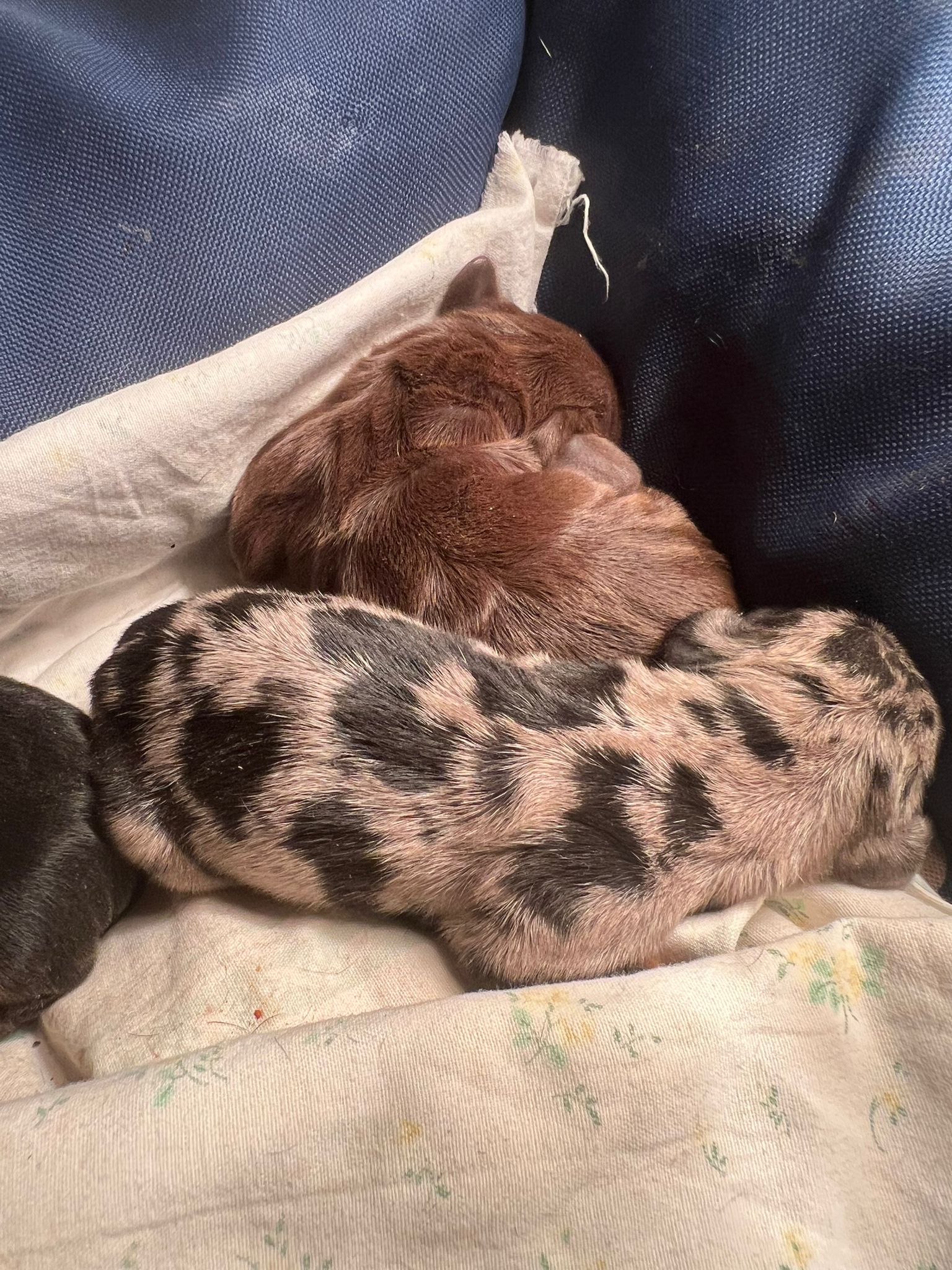 Cucciolo di bassotto maschio arlecchino silver merle a pelo corto, neonato della cucciolata Kaninchen - I Bassotti della Rosa Bianca, Roma