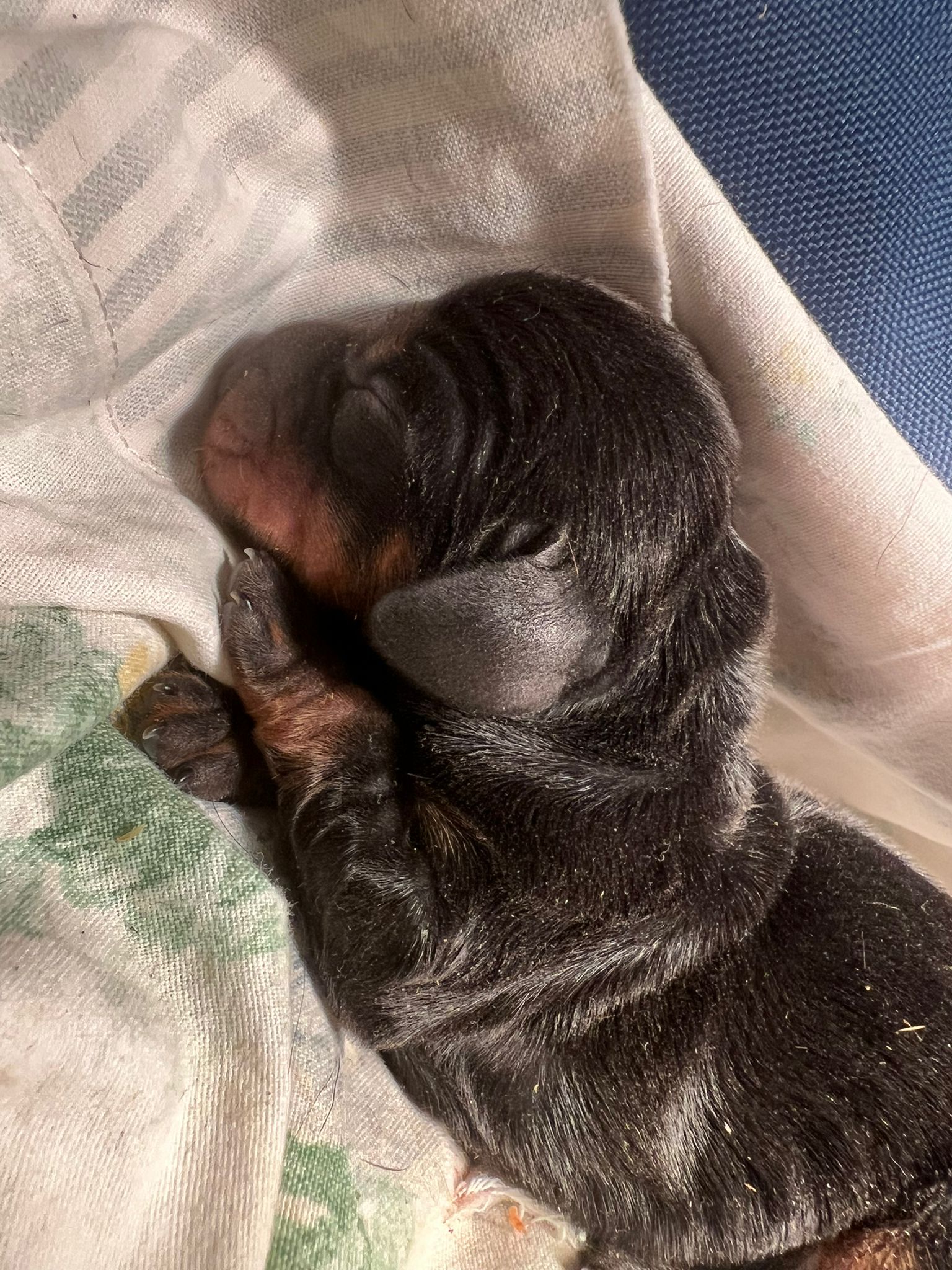 Cucciolo di bassotto maschio nero focato a pelo corto, neonato della cucciolata Kaninchen