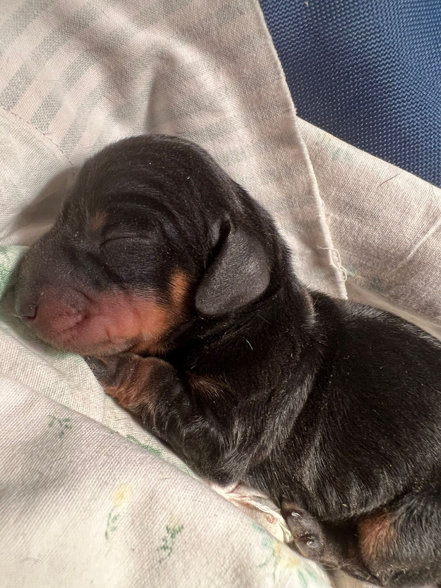 Cucciolo di bassotto nero focato a pelo corto appena nato