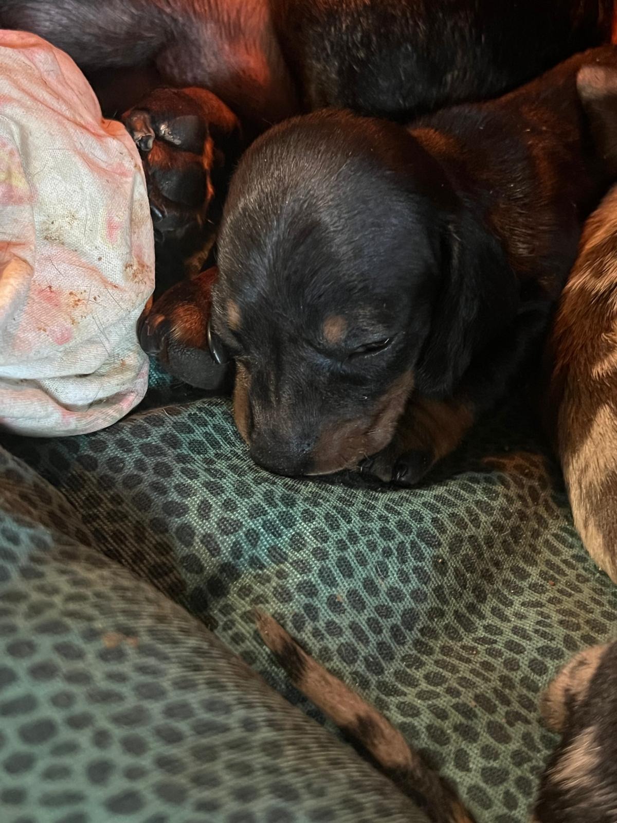 Cuccioli di bassotto nero focato a pelo corto - allevamento ENCI I Bassotti della Rosa Bianca, San Cesareo (Roma)