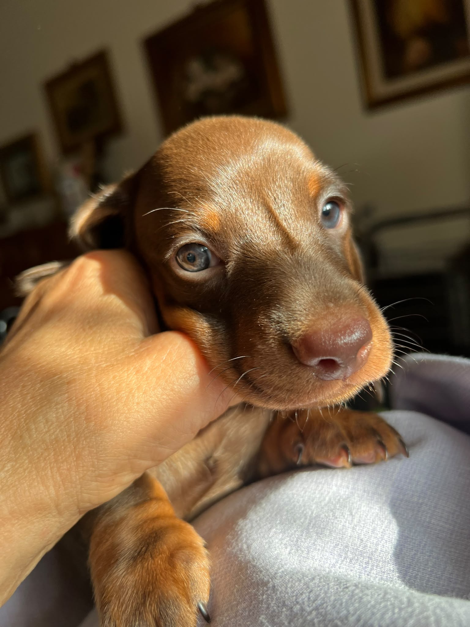 Cucciolo di bassotto cioccolato focato a pelo corto - allevamento ENCI I Bassotti della Rosa Bianca, San Cesareo (Roma)